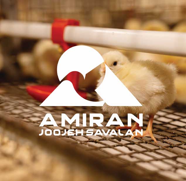  طراحی لوگو برند Amiran Joojeh Savalan